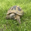 Horsfield : Male approx 8-9 years old (Winston Churchshell)